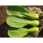 山东曹县上海青、山东曹县上海青种植基地。