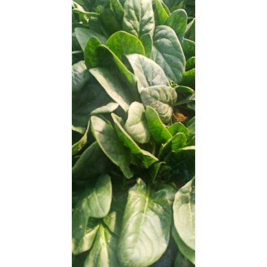 山东潍坊菠菜
