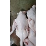狮头鹅白条鹅壳冰鲜发全国