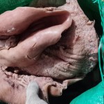 全熟牛胎盘