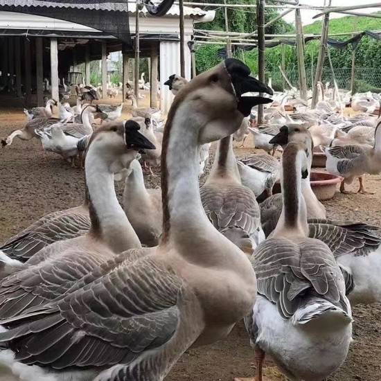 狮头鹅苗诚信经营货对版假一赔三