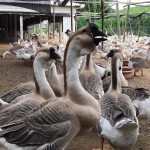 狮头鹅苗诚信经营货对版假一赔三