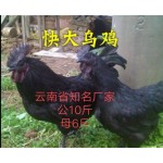 乌骨鸡苗  云南快大黑毛乌鸡苗，可达10斤，包打疫苗，品种优