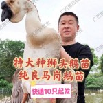 孵化场直销马岗鹅苗 /纯种特大型潮汕纯种狮头鹅/脱温马岗鹅