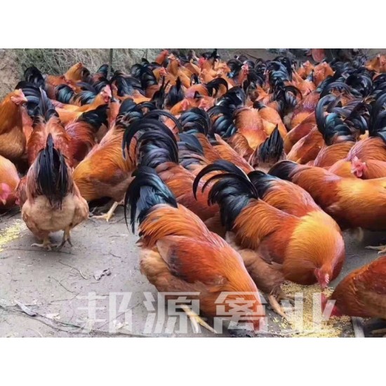 土鸡苗  鸡苗灵山土鸡桂香土鸡土阉鸡包打疫苗运输途中包死亡技