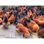 土鸡苗  鸡苗灵山土鸡桂香土鸡土阉鸡包打疫苗运输途中包死亡技