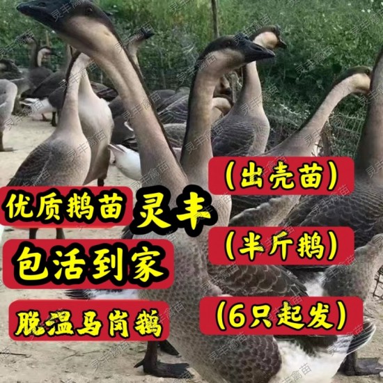 （6只起发）马岗鹅苗 脱温半斤鹅  可一件代发 厂家直销。