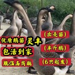 （6只起发）马岗鹅苗 脱温半斤鹅  可一件代发 厂家直销。