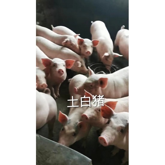 广西玉林市容县猪苗市场代办（土炮，长白，三杂等猪苗）