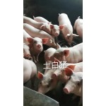 广西玉林市容县猪苗市场代办（土炮，长白，三杂等猪苗）