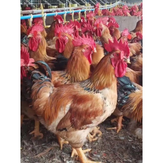 云南k901肉鸡苗,882，996肉鸡脚粗脚黄，已做好疫苗！