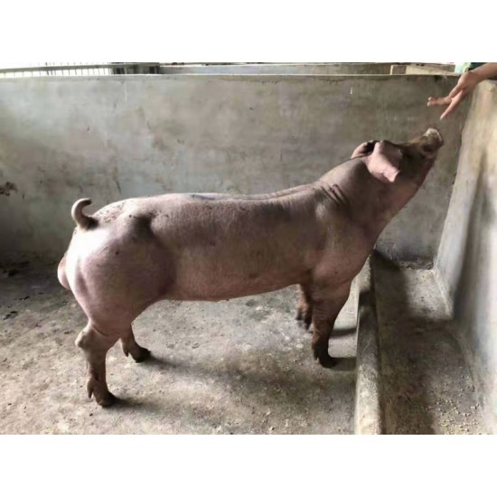 杜洛克猪  杜洛克种猪