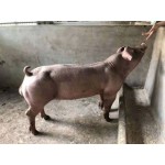 杜洛克猪  杜洛克种猪