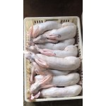 兔肉类  本公司常年供应各种规格的鲜新.冷冻带皮（带肝和去肝