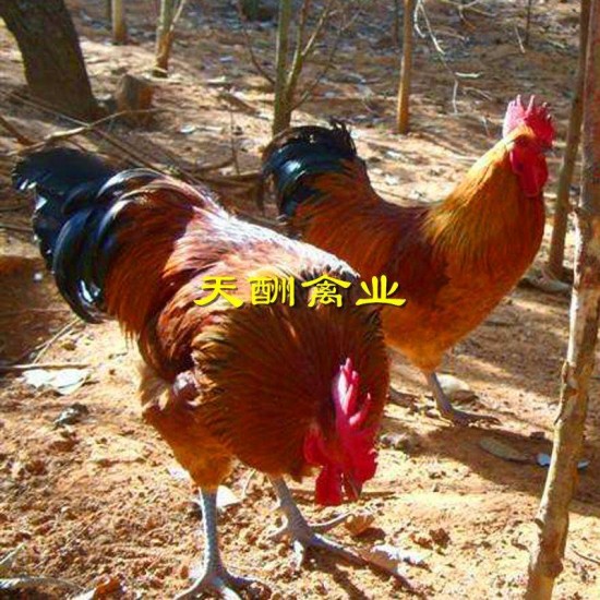 青脚土鸡苗 大红公鸡苗  高脚土鸡 品种优良 厂家直发