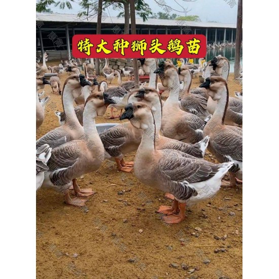 正品纯种鹅苗，汕头狮头鹅，合浦狮头鹅，马岗鹅苗，灰鹅杂交鹅！