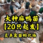 （20只起发）大种四点麻鸭苗，大种黄麻鸭苗杂交鸭苗 青头鸭