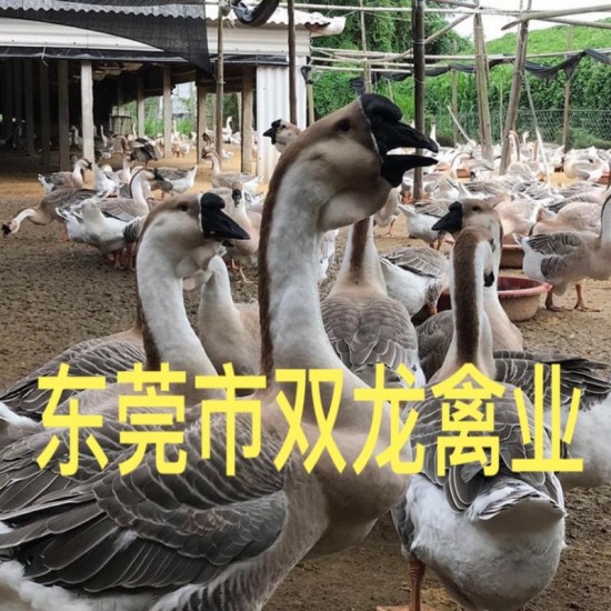 汕头狮头鹅苗，特大种狮头鹅苗，大种狮头鹅
