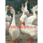 白鹅苗  大:贵州，云南，重庆，四川，广西为低费用发货区