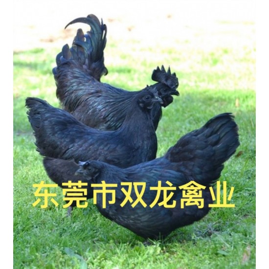 五黑鸡苗  五黑鸡 五黑绿壳蛋鸡 孵化厂直销 质量保证