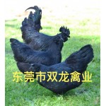 五黑鸡苗  五黑鸡 五黑绿壳蛋鸡 孵化厂直销 质量保证
