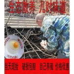 粉蛋土鸡蛋420枚装毛重43斤往上全国发货感好保质保量