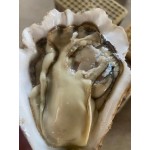三倍体生蚝  生蚝  乳山蚝  三级清洗净化后发货 鲜活到家