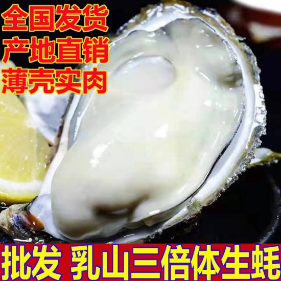 三倍体生蚝  乳山蚝精品生蚝牡蛎 厂家直销山东乳山三倍体