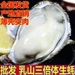 三倍体生蚝  乳山蚝精品生蚝牡蛎 厂家直销山东乳山三倍体