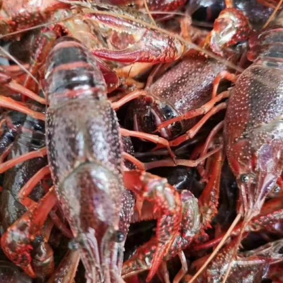 洪湖清水小龙虾大量上市 产地直发全国物流 次日达 30斤起批