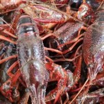 洪湖清水小龙虾大量上市 产地直发全国物流 次日达 30斤起批