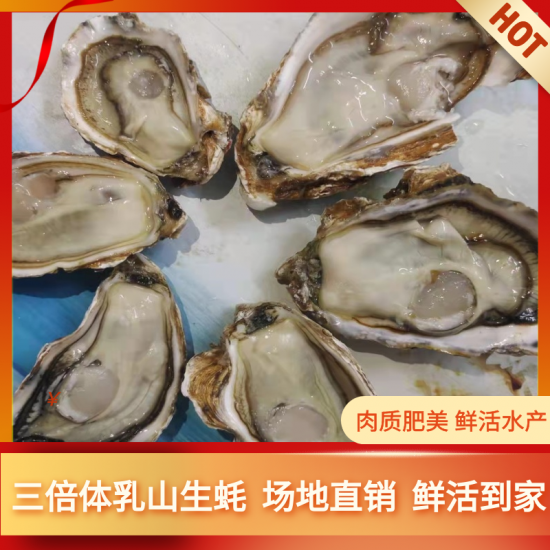 三倍体生蚝 乳山生蚝 净化蚝 产地直发 鲜活水产 可在线交易
