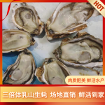 三倍体生蚝 乳山生蚝 净化蚝 产地直发 鲜活水产 可在线交易