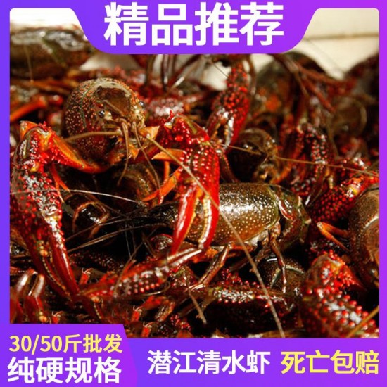 优质小龙虾湖北潜江小龙虾清水虾小红中红大青鲜活包邮干净