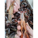小龙虾  4-6钱3-4干净底板精养各种规格齐全自产自销一手