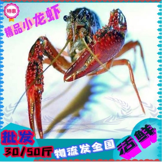 兴化小龙虾 蟹塘虾 清水小龙虾 小龙虾