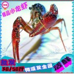 兴化小龙虾 蟹塘虾 清水小龙虾 小龙虾