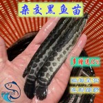 乌鳢苗  黑鱼苗|乌鱼生鱼|杂交黑鱼苗|淡水鱼苗活体