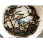 泥鳅苗  出售。泥鳅鱼苗批发