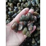 石螺大量有货，各种规格汤螺，普石，炮头都有，欢迎来撩