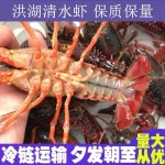 湖北洪湖市精品小龙虾，大中小规格齐全，产地直供