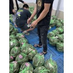 【推荐】江苏兴化红膏大闸蟹，普挑硬规格，全国大量批发供应