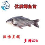中科5号鲫鱼苗|湘云鲫鱼苗|工程鲫鱼苗|广州渔场直销
