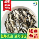 鲫鱼苗 中科5号鲫鱼苗水花 生长快抗病力强 自产自销