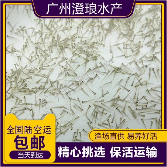 草鱼苗水花鲈鱼水花鲤鱼苗鲫鱼苗鲮鱼苗花鲢苗白鲢苗罗非青鱼水花