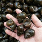 田螺 厚壳30--40个一斤