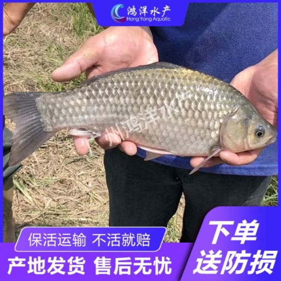 包邮鲫鱼苗 中科五号鲫鱼苗丰产鲫彭泽鲫水花 有损包赔