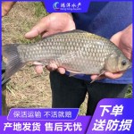 包邮鲫鱼苗 中科五号鲫鱼苗丰产鲫彭泽鲫水花 有损包赔