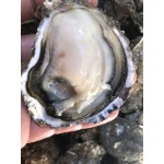 广东生蚝鲜活汫洲蚝肉烧烤蚝特大牡蛎海鲜水产高压锅蚝头汫洲