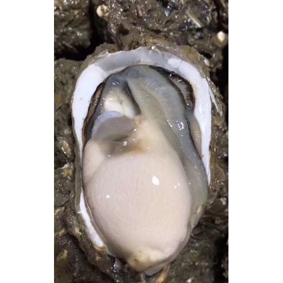 珍珠蚝  生蚝批发全壳新鲜牡蛎烧烤海蛎子原产地广东汫洲直邮